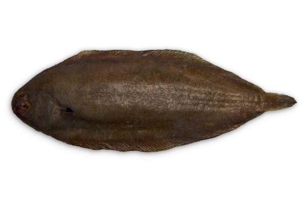 Tong 500-600g