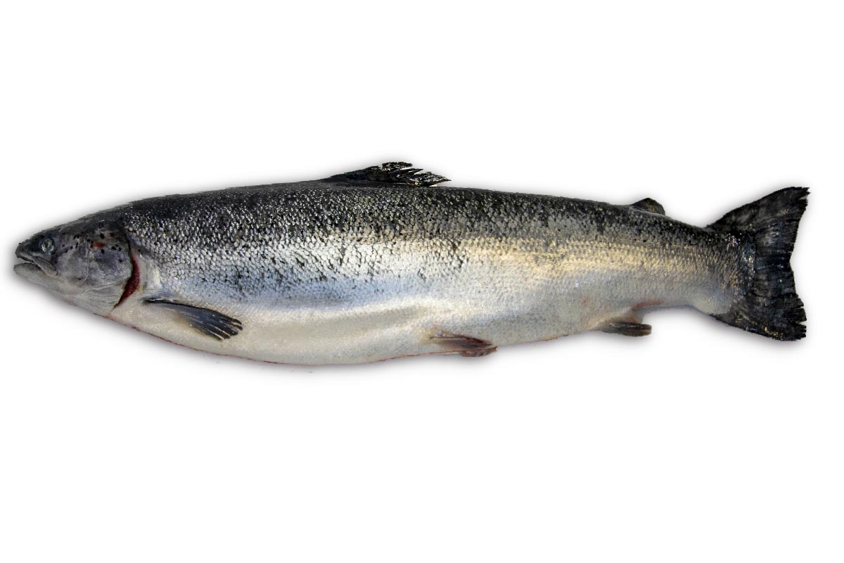 Zalm (Schots) Label Rouge 4-5kg