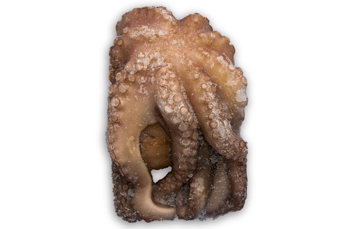 ❄ Octopus 1-2kg (poulpe)