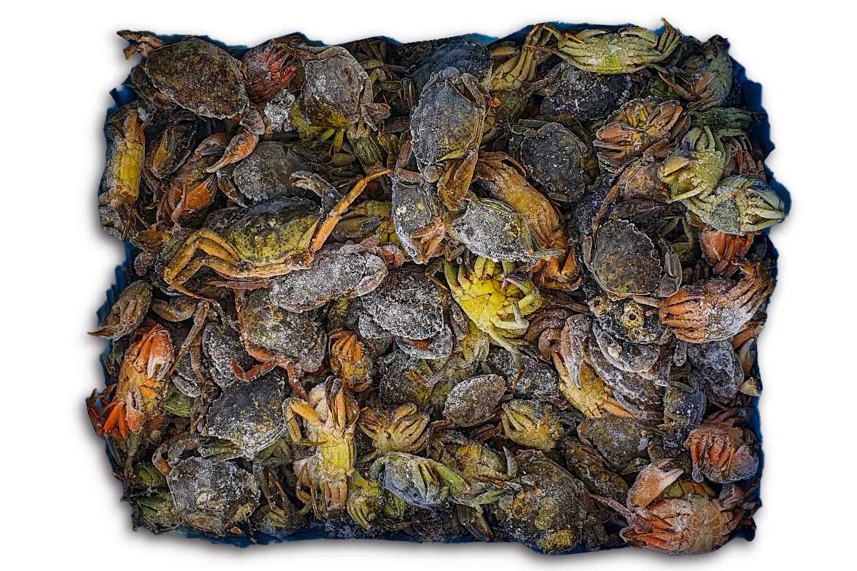 ❄ Strandkrabben 5kg