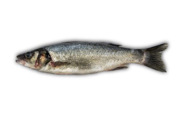 Zeebaars wild 1-2kg