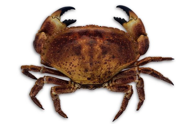 Krab Noordzee 400-900g