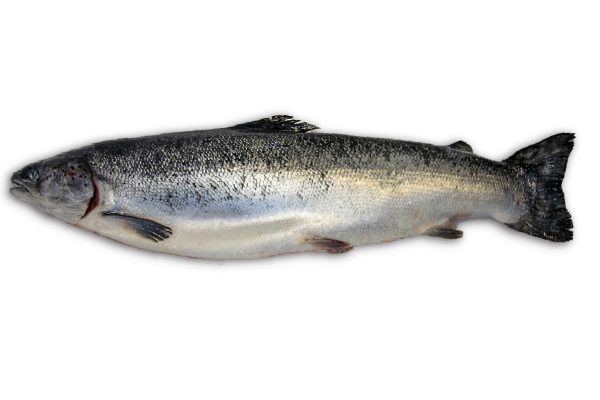 Zalm 3-4kg (Noors)