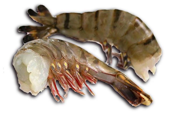 ❄ Gamba FW easy peel U5 1kg