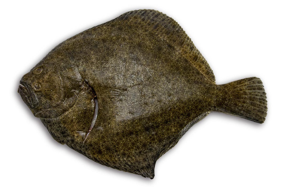 Tarbot (4) 1-2kg