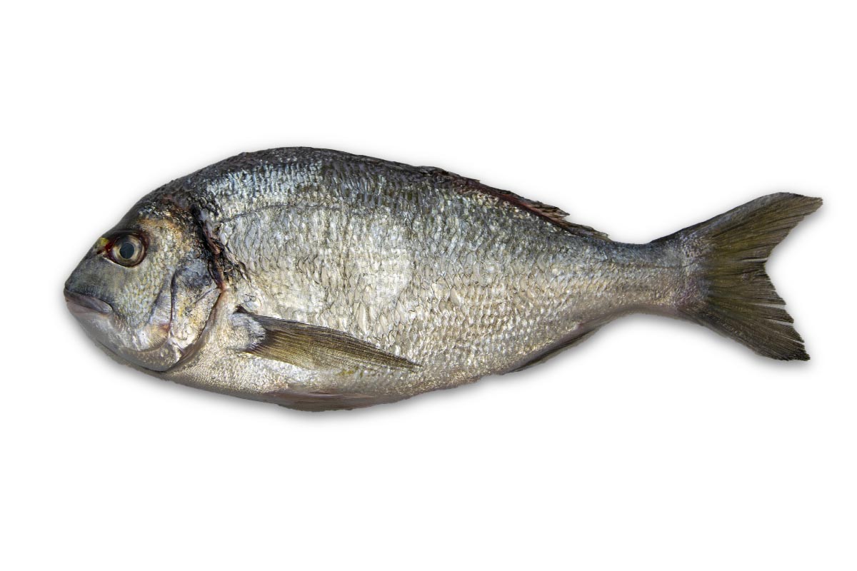 Dorade royale 600-800g