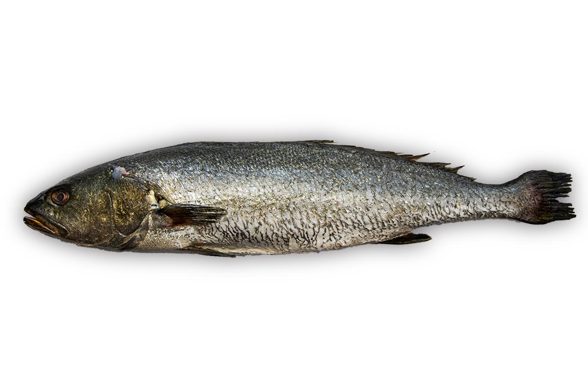 Corvina 1-2kg