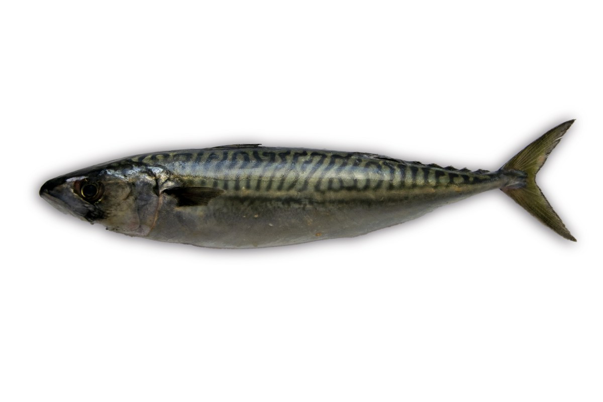 Makreel 400-600g