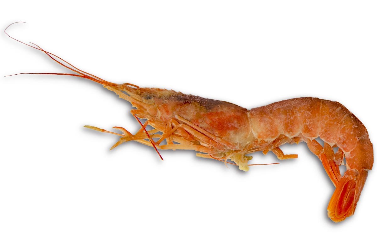 ❄ Gamba Argentijns wild met kop 10-20 2kg