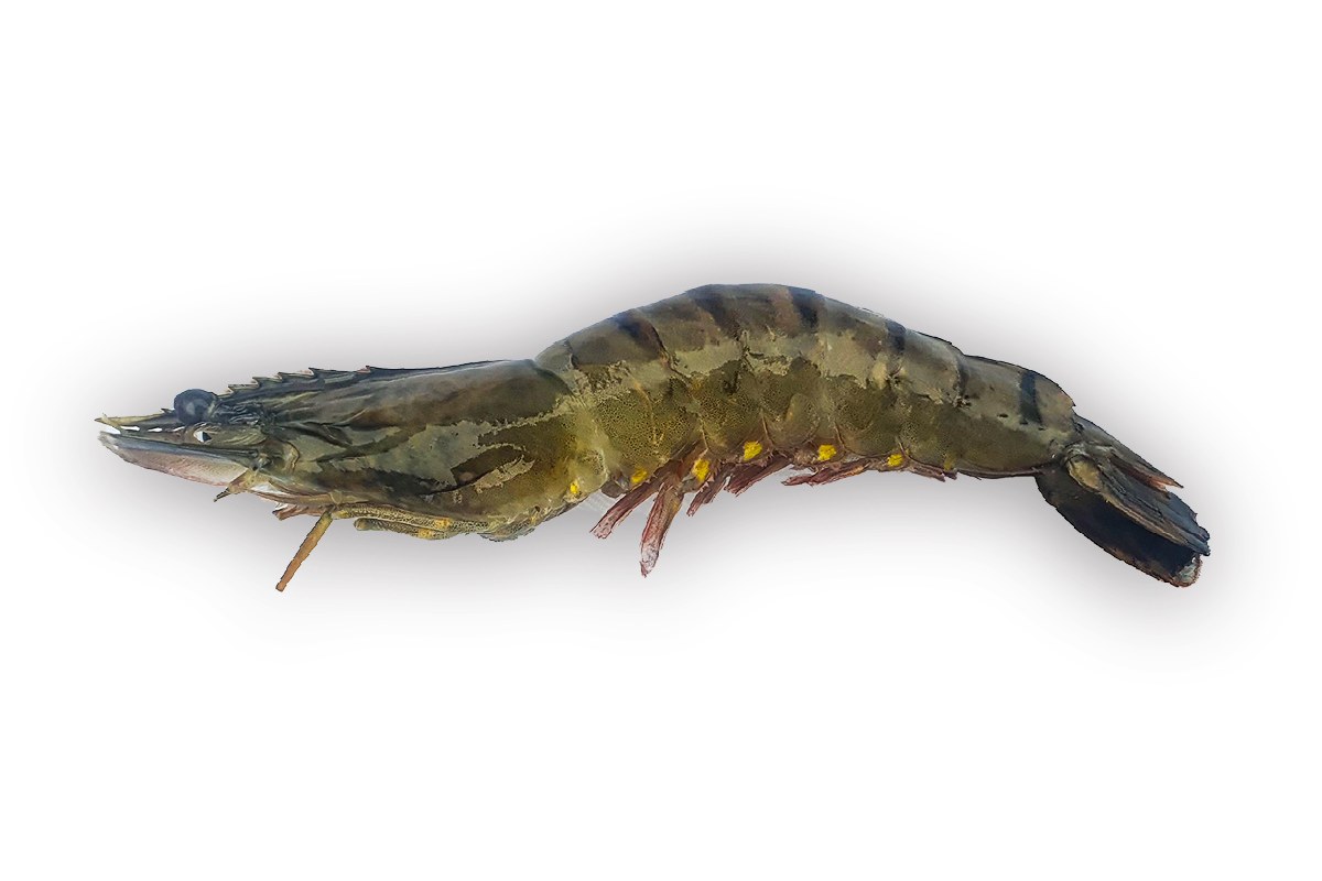 ❄ Gamba black tiger met kop 8-12 1kg