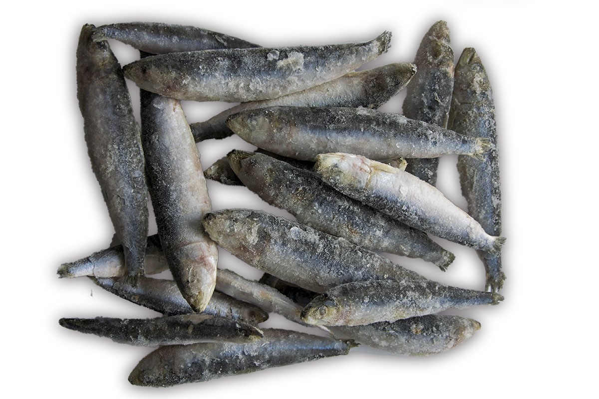 ❄ Sardine zak 1kg