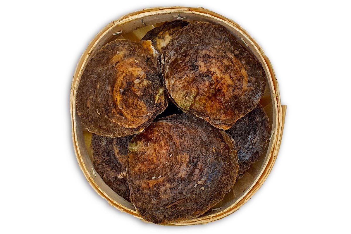 Oester plat Zeeuws 4/0 25st