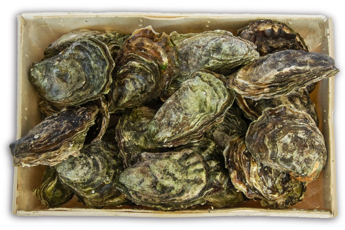 Oester creuse Zeeuws nr3 12st